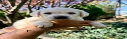 Labrador Retriever perros en venta: CADELLS DE LABRADOR RETRIEVER 🤎🐶 - Anuncio 4