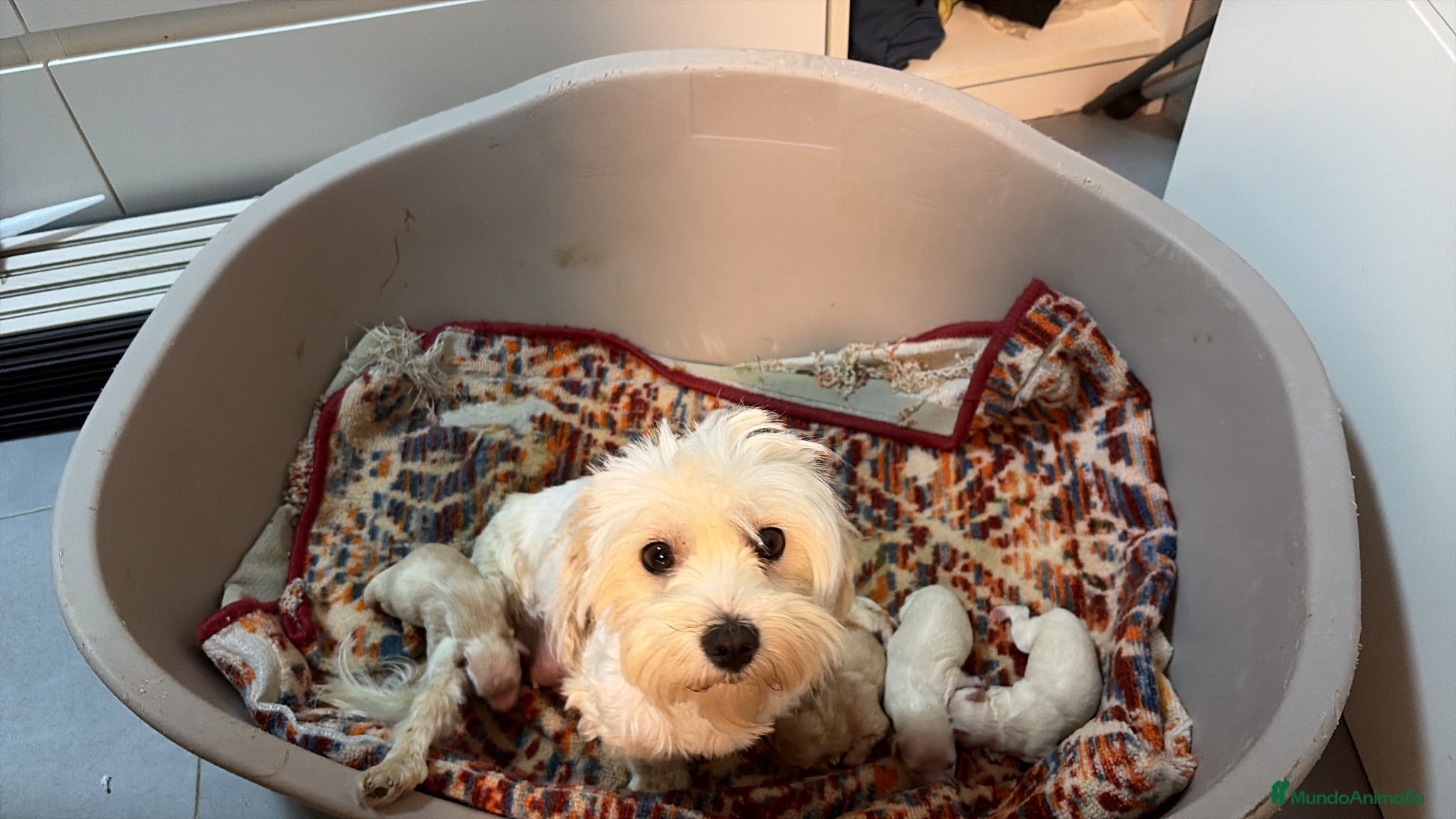 Maltipoo perros Maltipoo - Anuncio 2