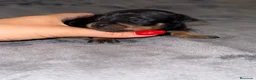 Pinscher Miniatura perros en venta: Pinscher miniatura - Anuncio 39
