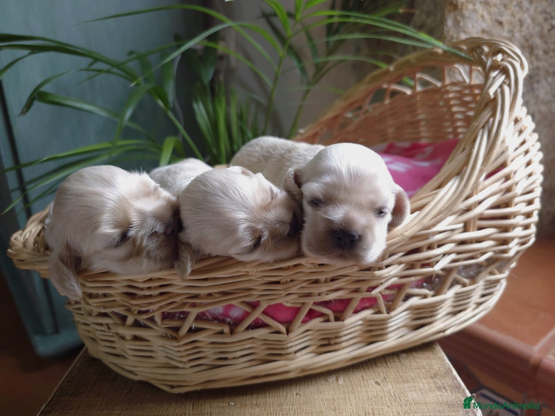 Cocker Spaniel Americano perros en venta: Cocker americano  - Imagen 10