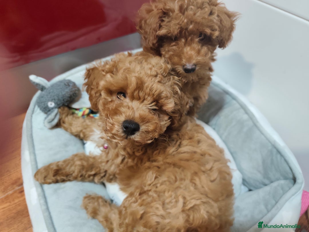 Caniche Toy perros en venta: Cachorritas disponibles toy roja - Imagen 1
