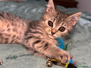 Británico de Pelo Corto gatos Gatitos British - Anuncio 2