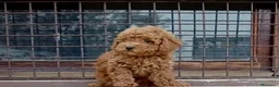 Caniche Toy perros en venta: Caniche - Anuncio 3