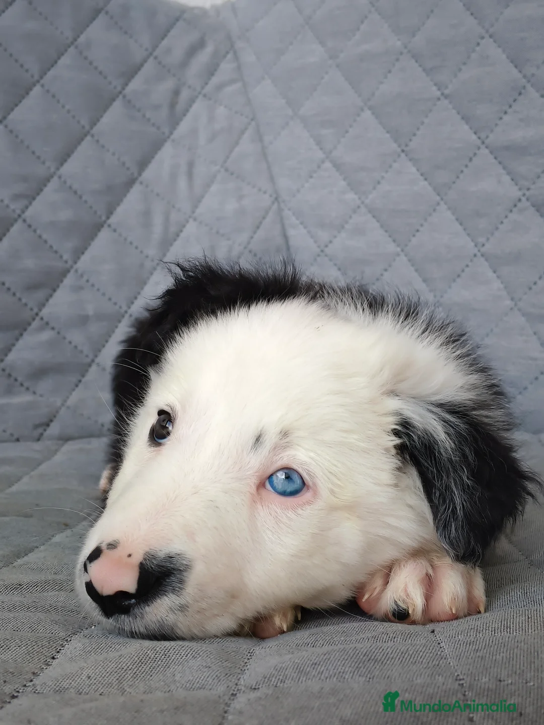 Border Collie perros en venta: BORDER COLLIES  - Anuncio 4