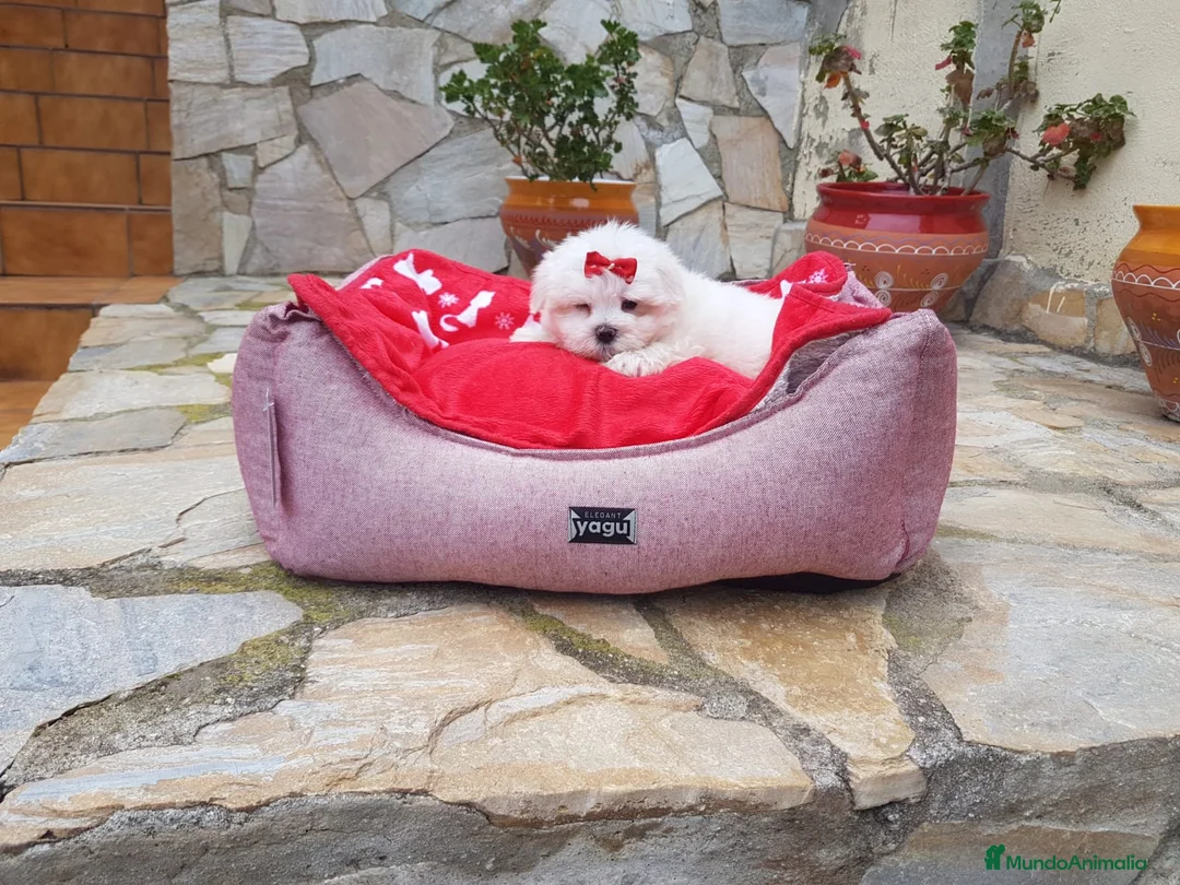 Bichón Maltés perros en venta: Bichón Maltés  en Barcelona - Anuncio 3