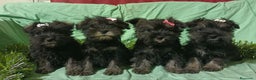 Schnauzer Miniatura perros en venta: Schnauzer miniatura negro y plata. - Anuncio 5
