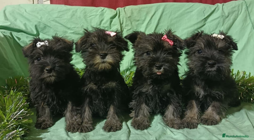 Schnauzer Miniatura perros en venta: Schnauzer miniatura negro y plata. - Anuncio 5
