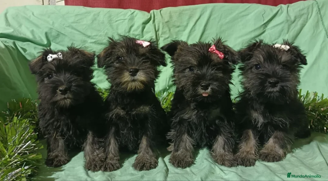 Schnauzer Miniatura perros en venta: Schnauzer miniatura negro y plata. - Anuncio 5