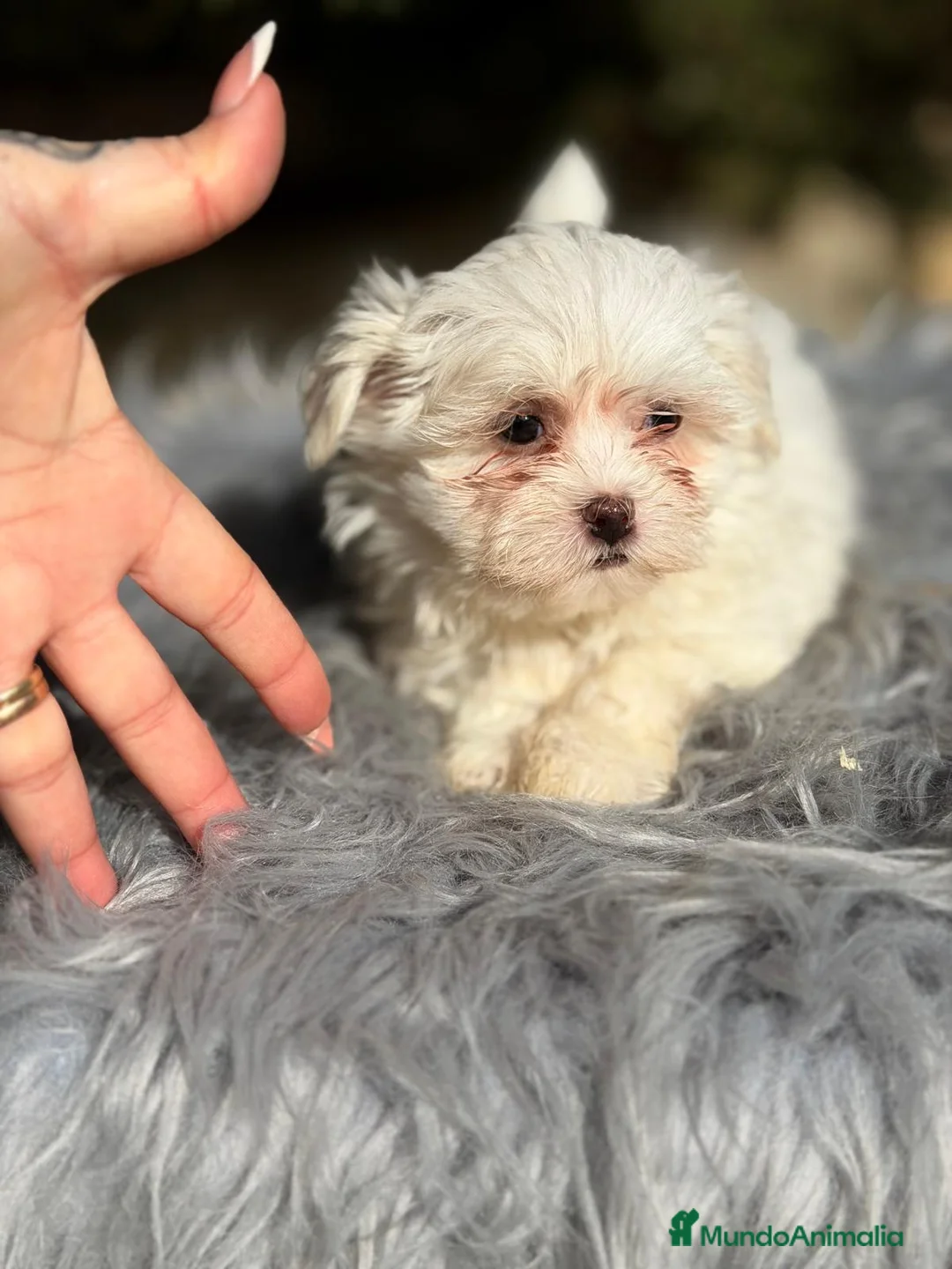 Bichón Maltés perros en venta: BICHÓN MALTÉS MACHO - Anuncio 3