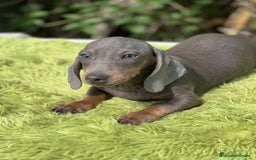 Teckel Miniatura perros en venta: Teckel blue mini - Imagen 1