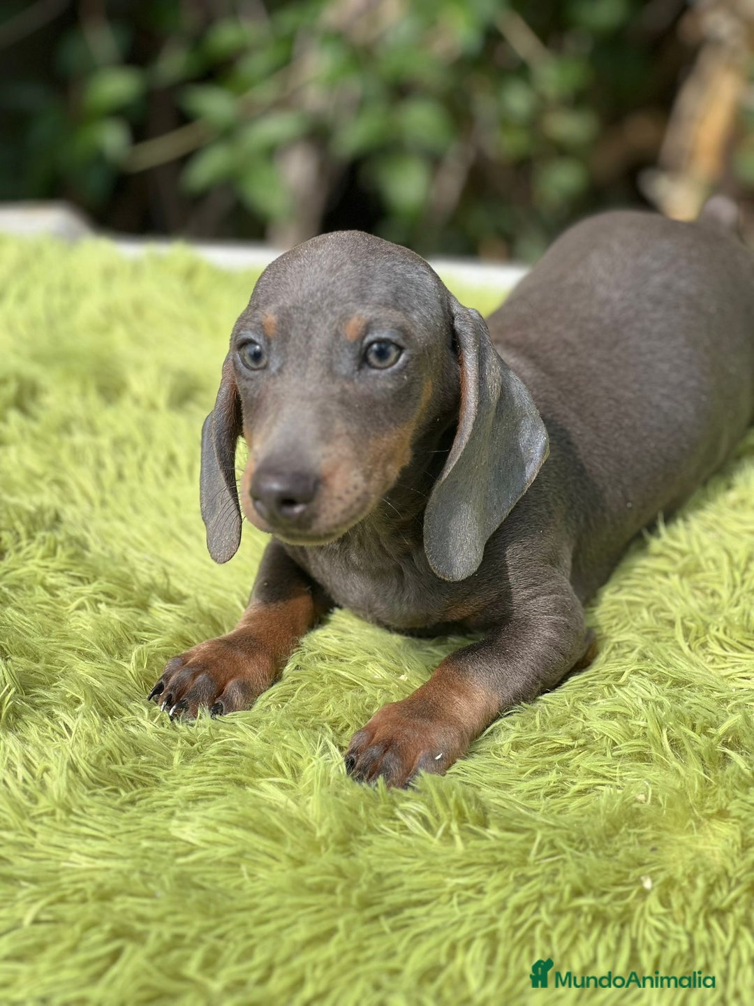 Teckel Miniatura perros en venta: Teckel blue mini - Imagen 1