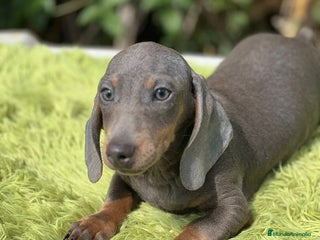 Teckel Miniatura perros - Anuncio 2