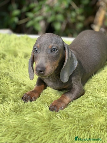 Teckel Miniatura perros - Anuncio 1