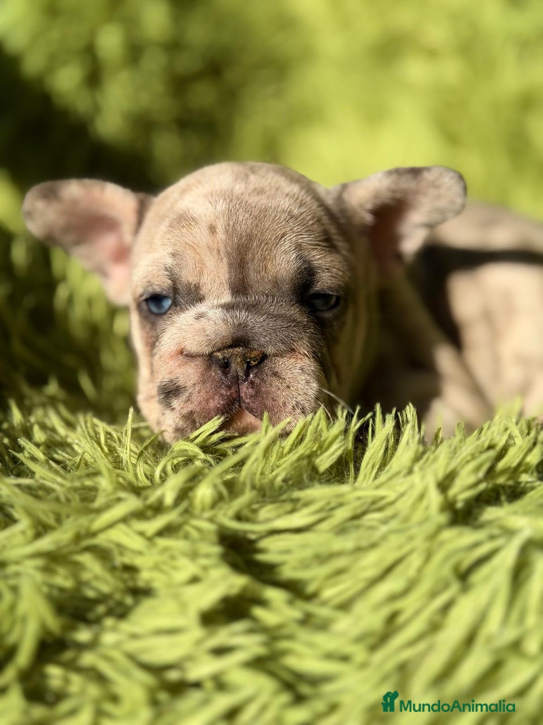 Bulldog Francés perros en venta: BULLDOG FRANCÉS BIG ROPE - Anuncio 7