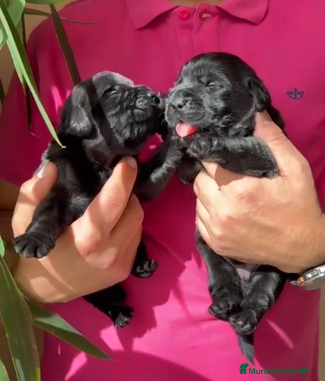 Labrador Retriever perros en venta: Cachorros de Labrador Retriever  - Anuncio 6