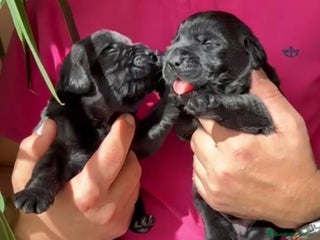 Labrador Retriever perros - Anuncio 2