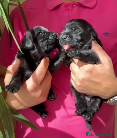 Labrador Retriever perros - Anuncio 3