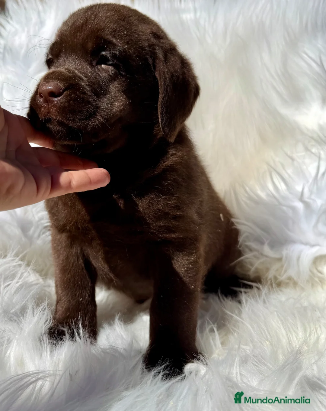 Labrador Retriever perros en venta: LABRADOR CHOCOLATE DISPONIBLES - Anuncio 5