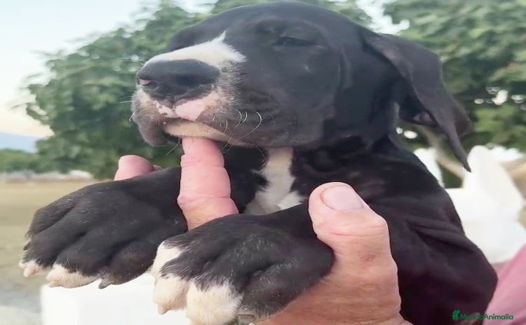Dogo Alemán perros - Propaganda 1