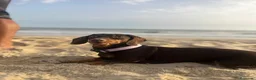 Teckel perros en venta: Camada de Teckel - Anuncio 3