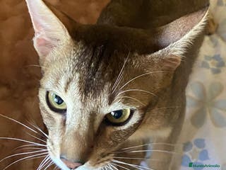 Abisinio gatos Abisinio Hembra de Santa 4178 - AQUANATURA en Barcelona - Anuncio 7