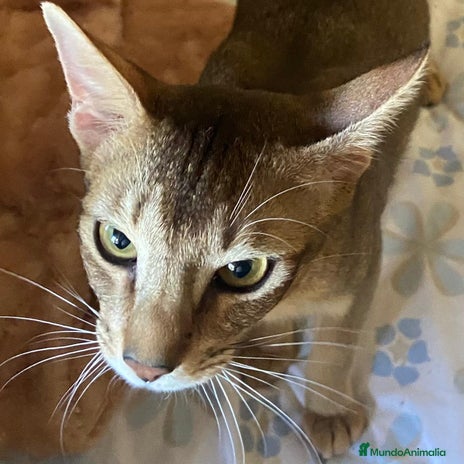 Abisinio gatos en Barcelona - Anuncio 3