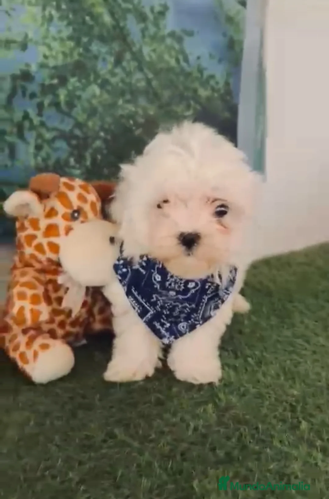 Bichón Maltés perros en venta: Ni hon maltés miniatura  - Anuncio 2