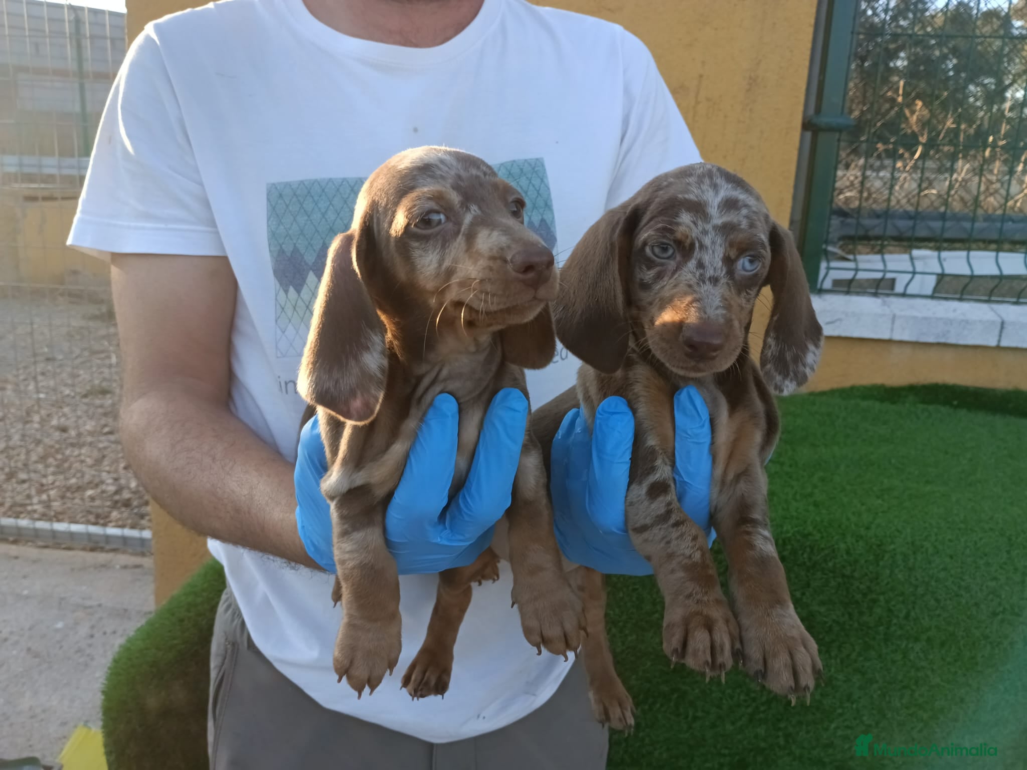 Teckel Miniatura perros CACHORROS DE TECKEL MINI  - Anuncio 1