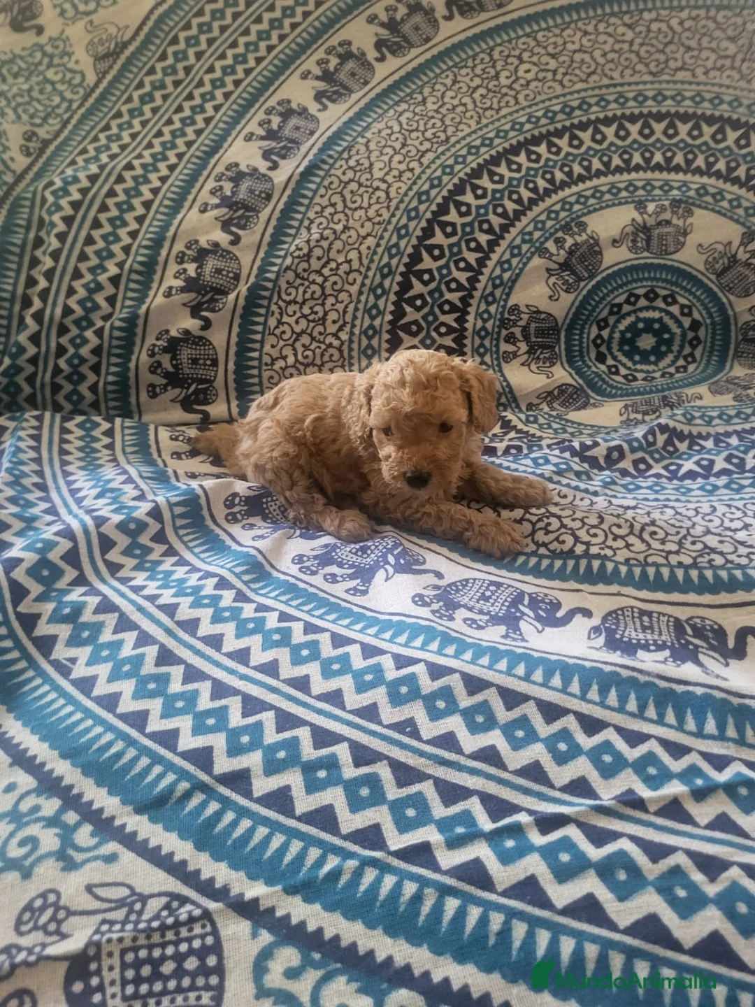 Caniche Enano perros en venta: Caniches en Barcelona - Anuncio 7