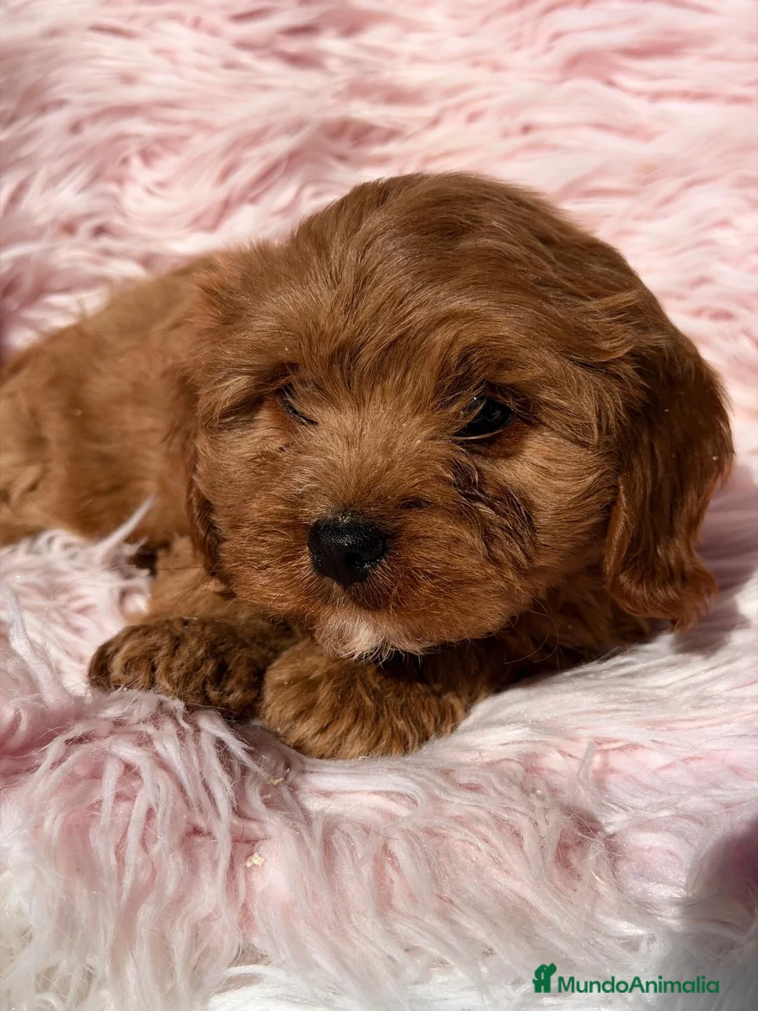 Cavapoo perros en venta: Cavapoo roja - Anuncio 2