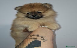 Pomerania perros en venta: Últimos bebes de pomerania - Imagen 10