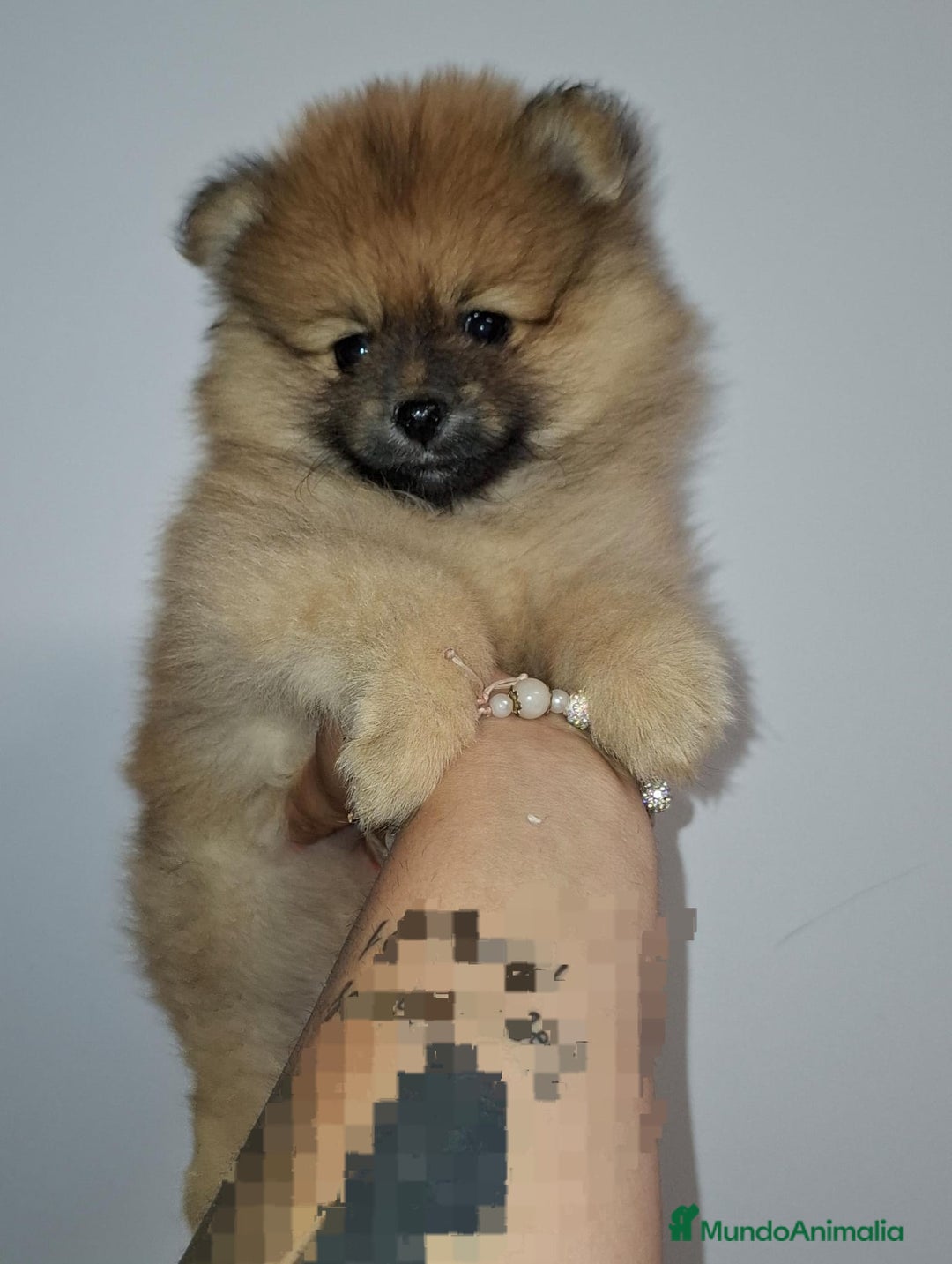 Pomerania perros en venta: Últimos bebes de pomerania - Imagen 10