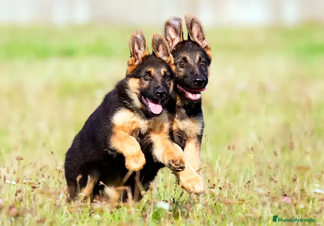 Pastor Alemán perros en venta: 🐕Pastor Alemán – leales, nobles e inteligentes💪 - Imagen 1