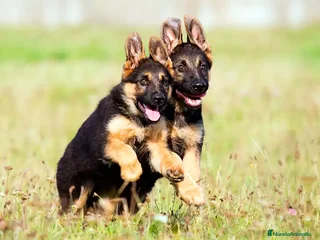 Pastor Alemán perros - Anuncio 2