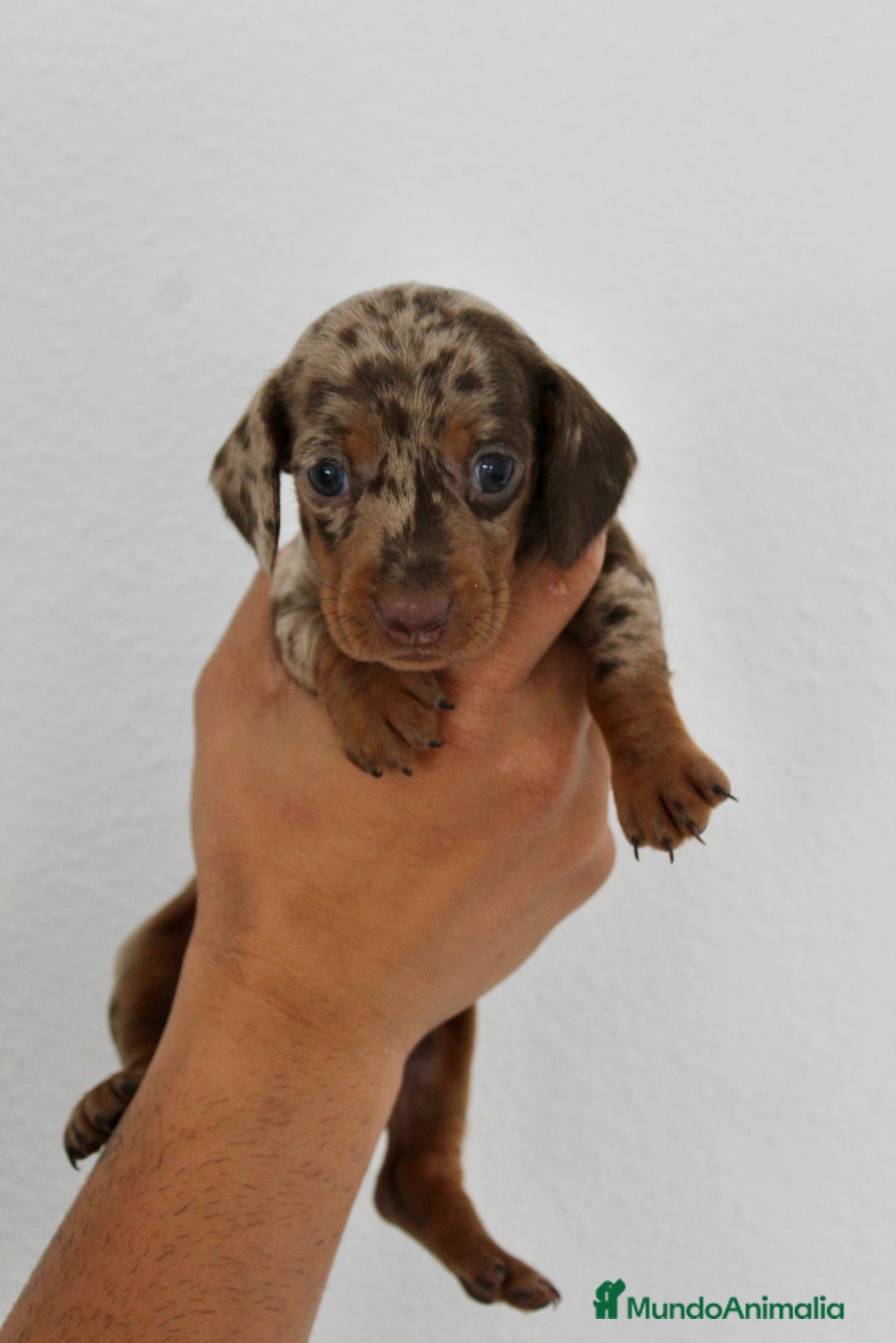 Teckel Miniatura perros en venta: HEMBRA TECKEL MINI - Imagen 1
