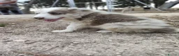 Border Collie perros en venta: Border Collie  - Anuncio 4