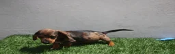 Teckel Miniatura perros en venta: Teckel Miniatura  - Anuncio 8