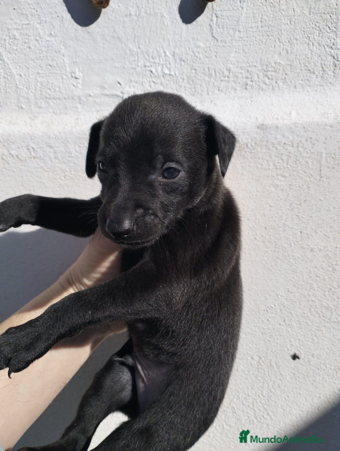 Whippet perros en venta: Whippet tamaño pqño - Anuncio 5