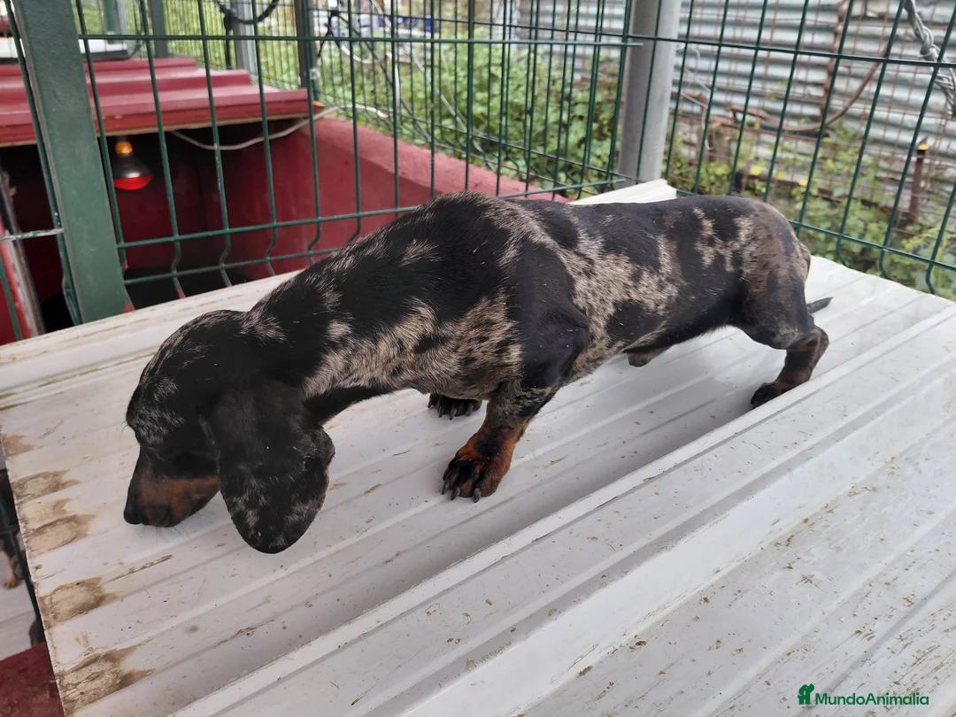 Teckel perros en venta: Teckel adulto - Anuncio 2