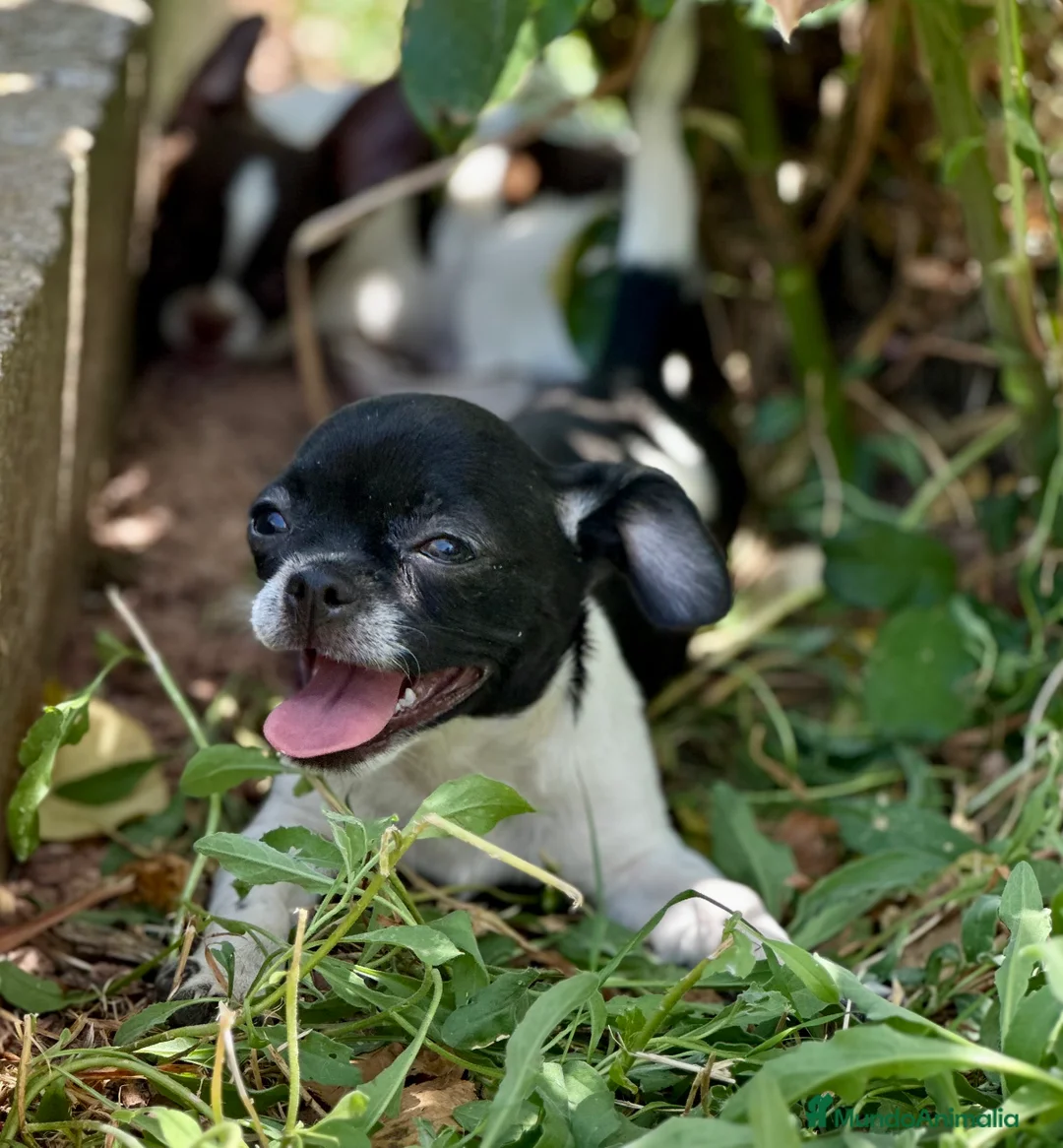Chihuahua perros en venta: CHIHUAHUA BICOLOR DISPONIBLES - Anuncio 2