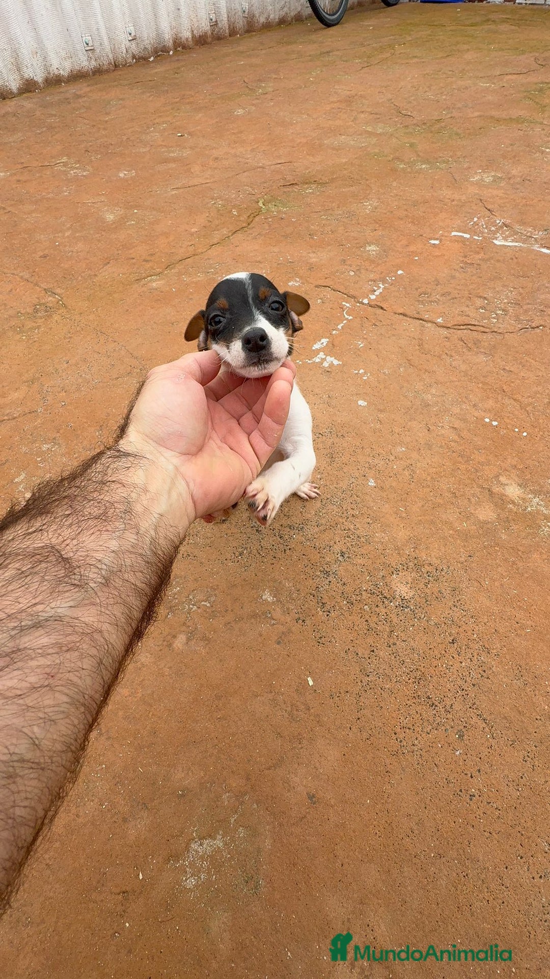 Jack Russell Terrier perros en venta: Jack Russell  - Anuncio 6