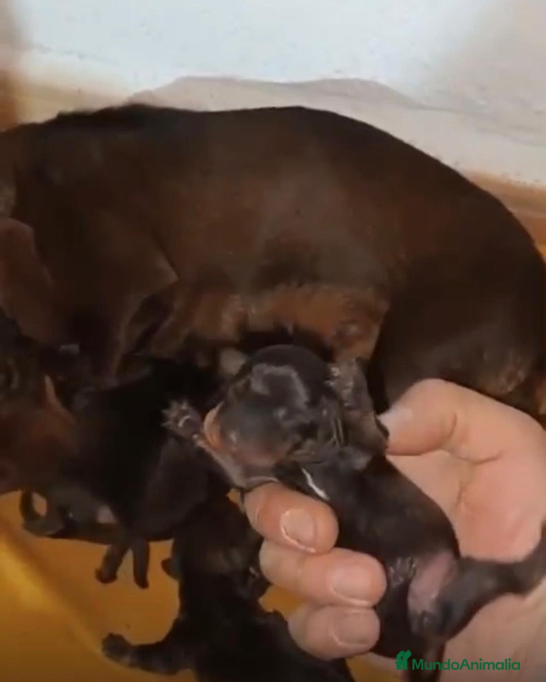 Teckel Miniatura perros en venta: Teckel kaninchen nueva camada - Anuncio 2