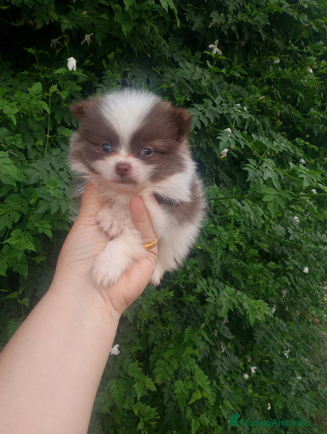 Pomerania perros en venta: Pomerania enanos una pasada de color  - Imagen 7