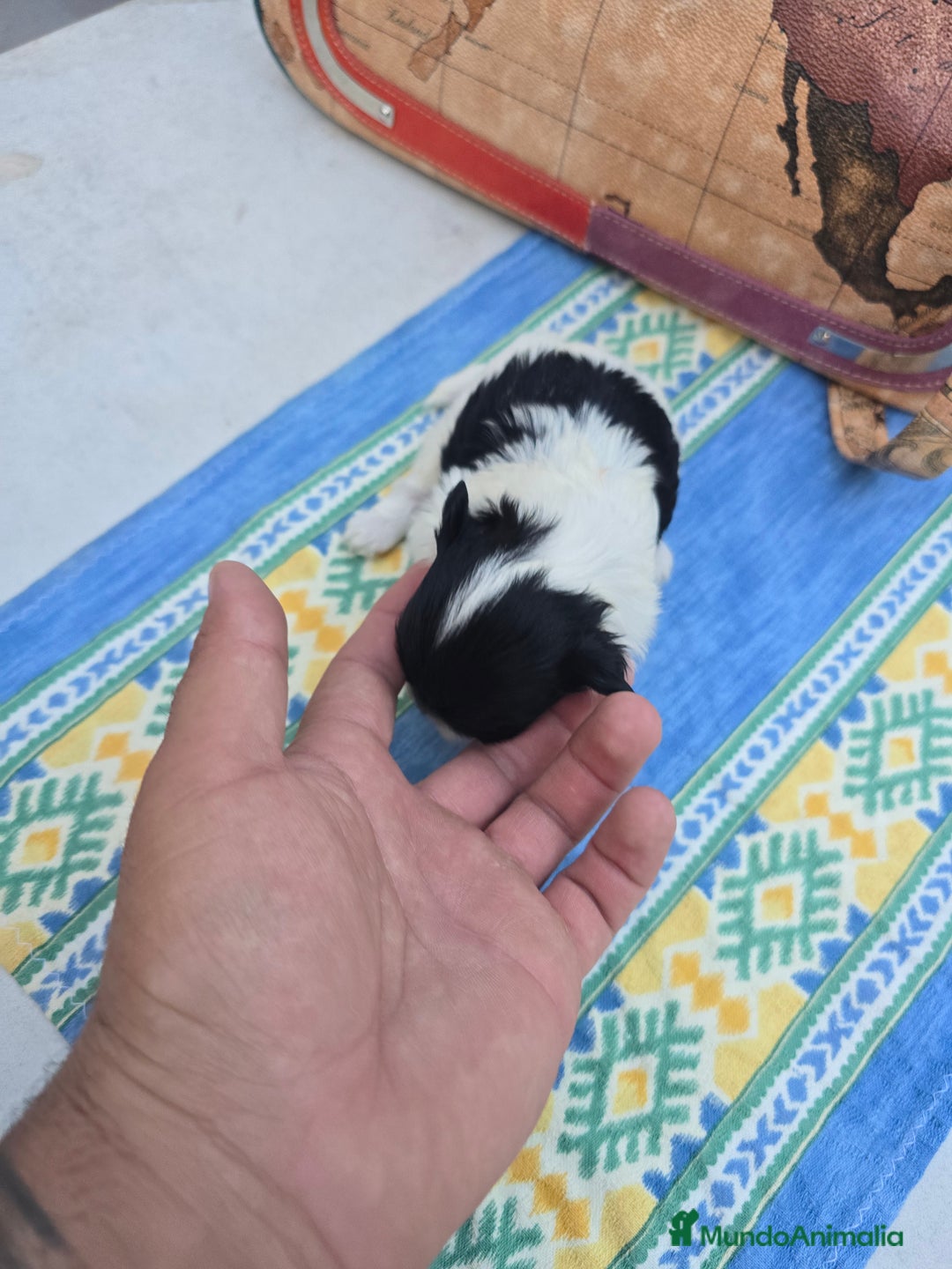 Maltipoo perros en venta: Maltipoo toy - Imagen 4