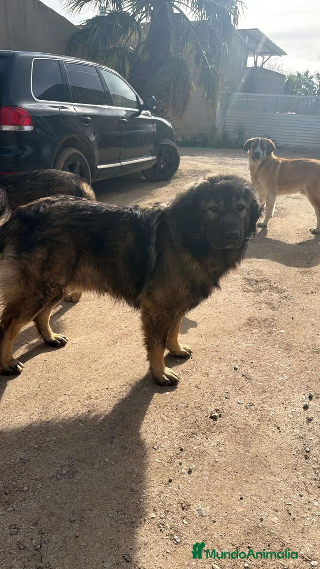 Raza Mixta perros en venta: Mestizo de mastín x Cáucaso  - Anuncio 35