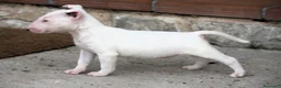 Bull Terrier perros en venta: Bull Terrier  - Anuncio 16