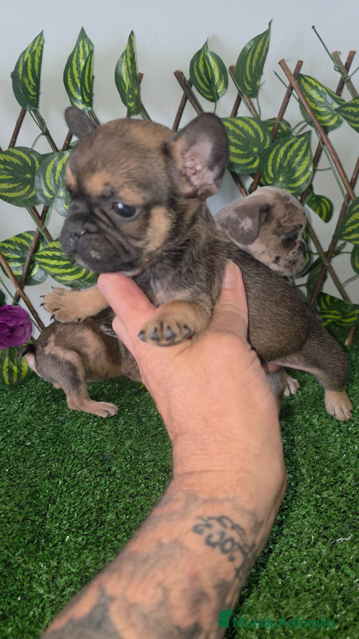 Bulldog Francés perros Bulldog francés  - Anuncio 1