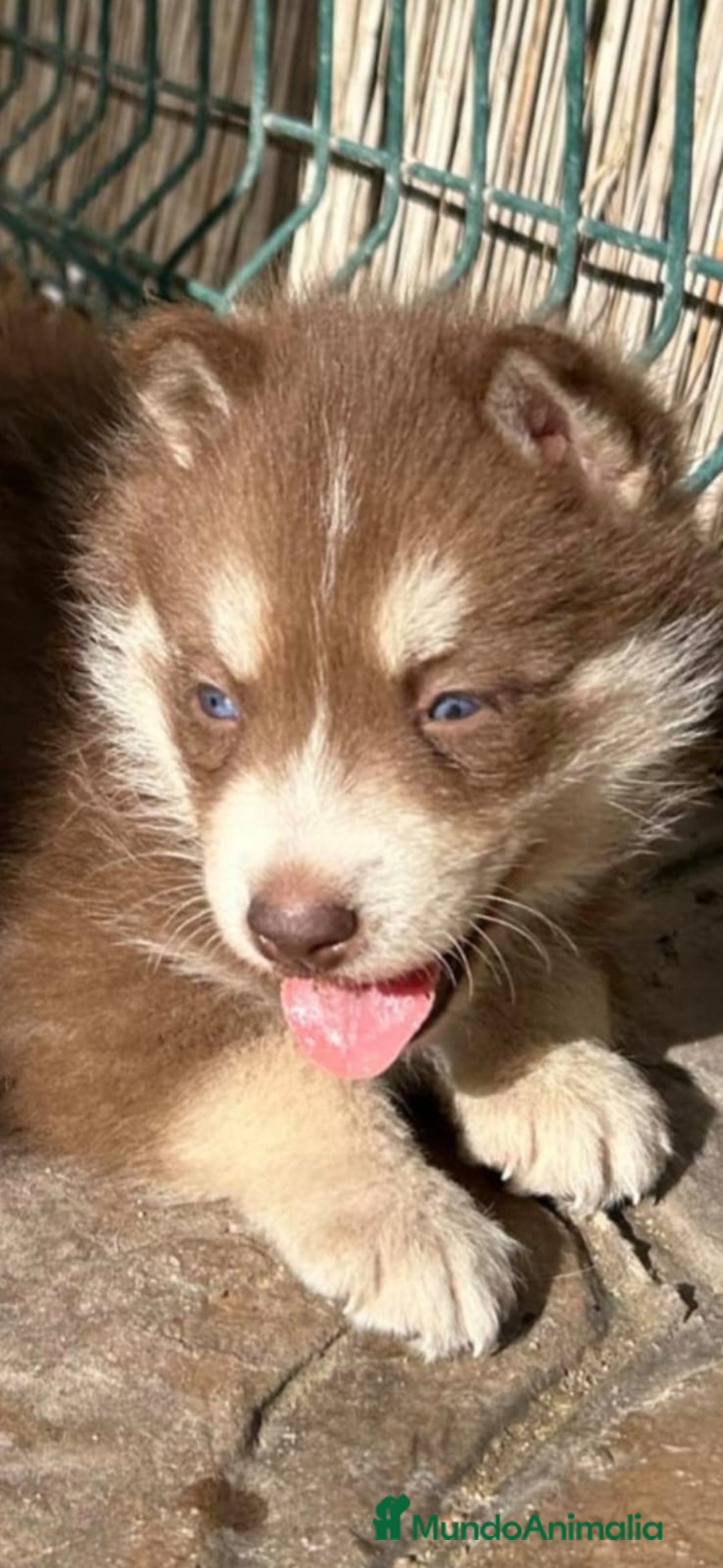 Husky Siberiano perros en venta: Haski siberiano chocolate  - Anuncio 2