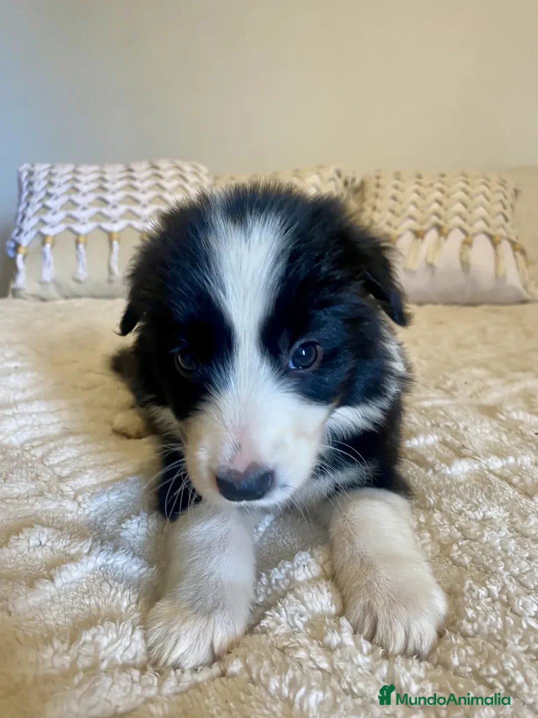 Border Collie perros en venta: BORDER COLLIE PUPPY  - Anuncio 3