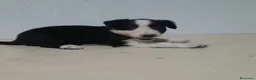 Border Collie perros en venta: BORDE COLLIE - Anuncio 36